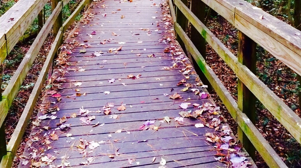 My bucket list is to visit all 59 of the U.S. National Parks. So far, we've been lucky enough to explore over 30. Here's one of them.
Congaree National Park is definitely off the beaten path with huge Trees for East Coast standards. Canoe or kayak through the park or take a hike through the largest tract of old growth bottomland (not to be confused with a swamp) in the US. The network of Bald Cypress have something called knuckles coming up through the ground. Looks otherworldly.