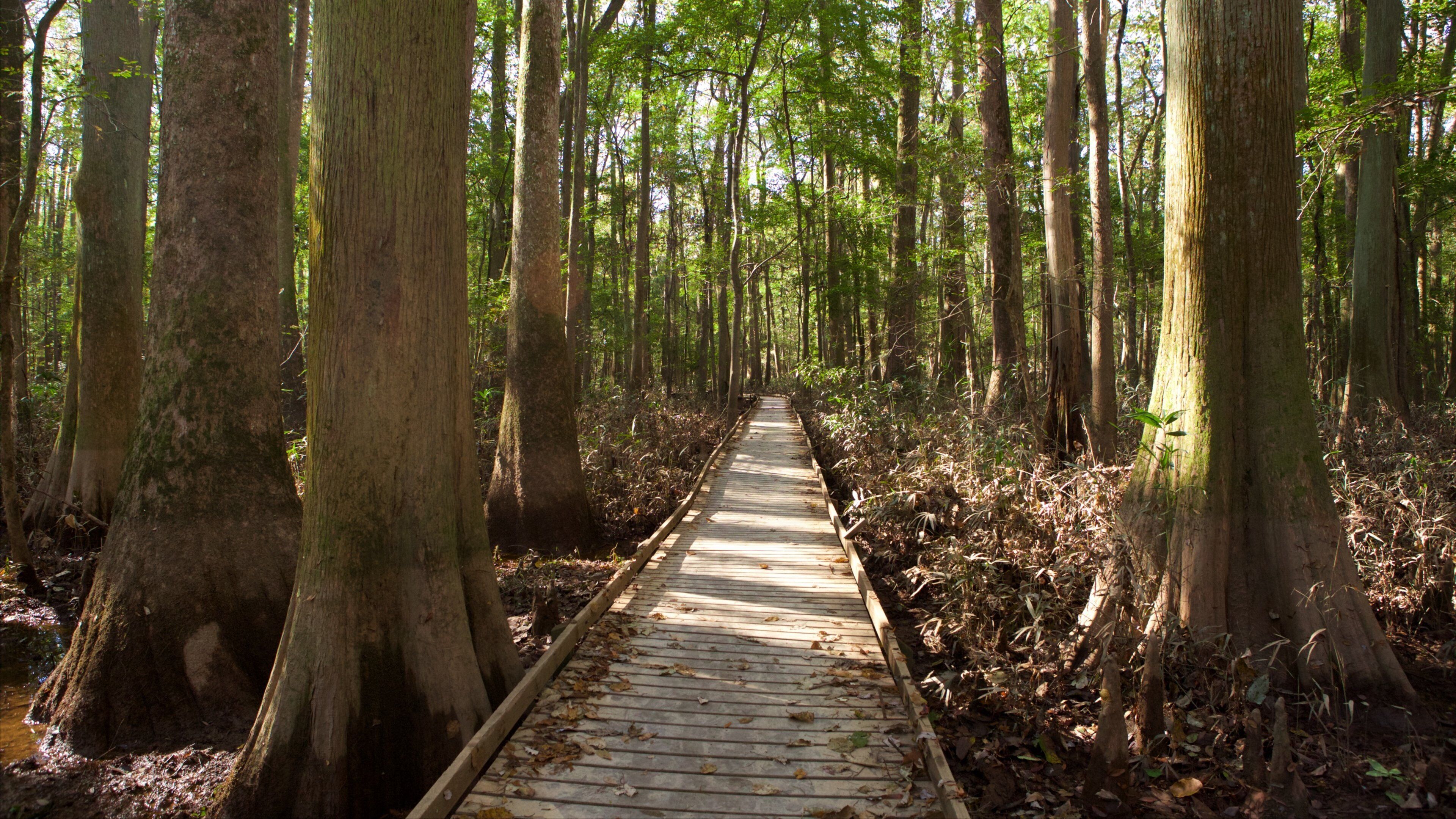 A wooden boardwalk through a forest with tall trees and a path covered with fallen leaves.