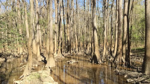 Congaree is gorgeous. Only established as a national park in 2003 so it's pretty new and not very crowded. Beautiful hiking, biking, camping, kayaking or just for a day picnic. We will definately be back!
