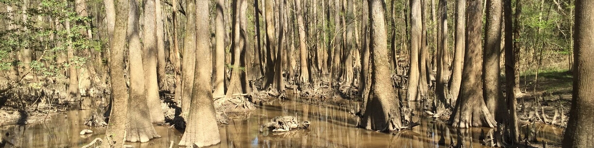 Congaree is gorgeous. Only established as a national park in 2003 so it's pretty new and not very crowded. Beautiful hiking, biking, camping, kayaking or just for a day picnic. We will definately be back!