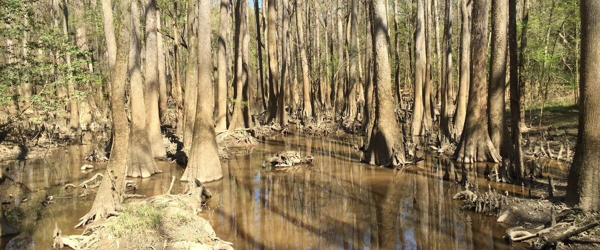 Congaree is gorgeous. Only established as a national park in 2003 so it's pretty new and not very crowded. Beautiful hiking, biking, camping, kayaking or just for a day picnic. We will definately be back!