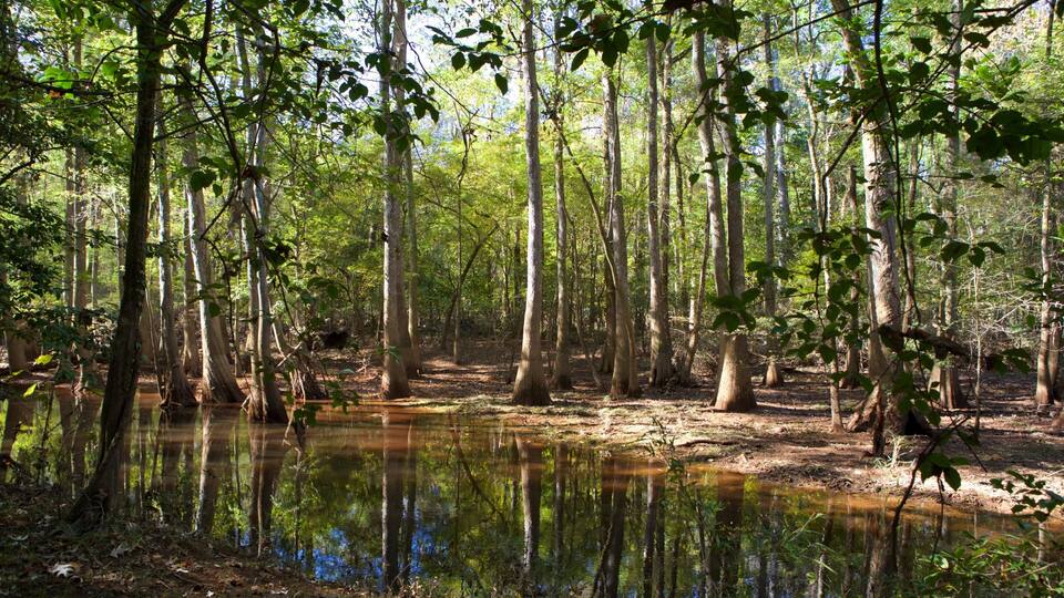 A swampy forest with tall trees and a reflective water body.