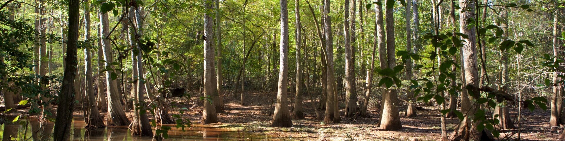 Un bosque pantanoso con árboles altos y una masa de agua reflectante.