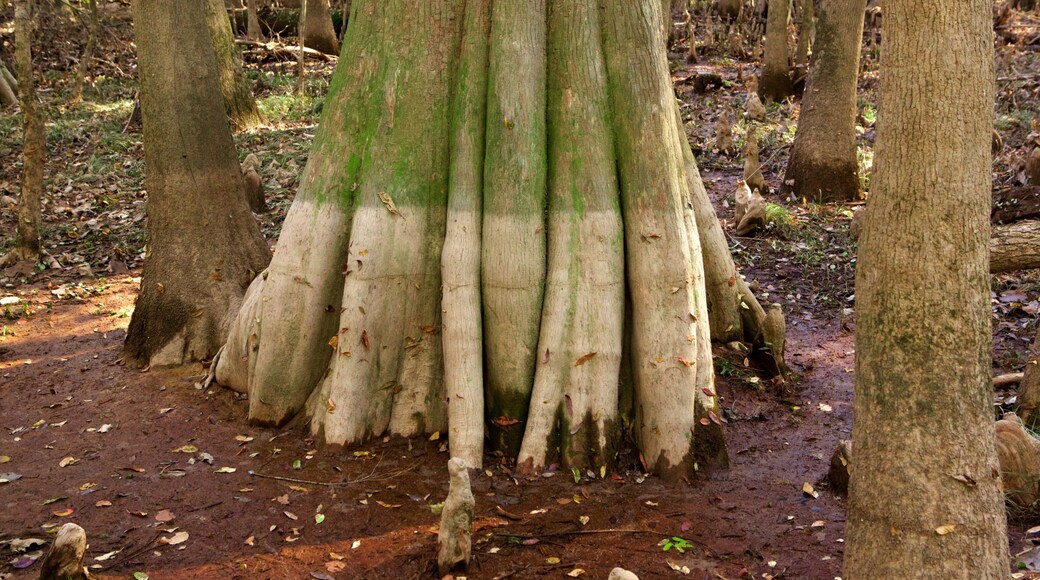 콩가리 국립공원 을 특징 습지