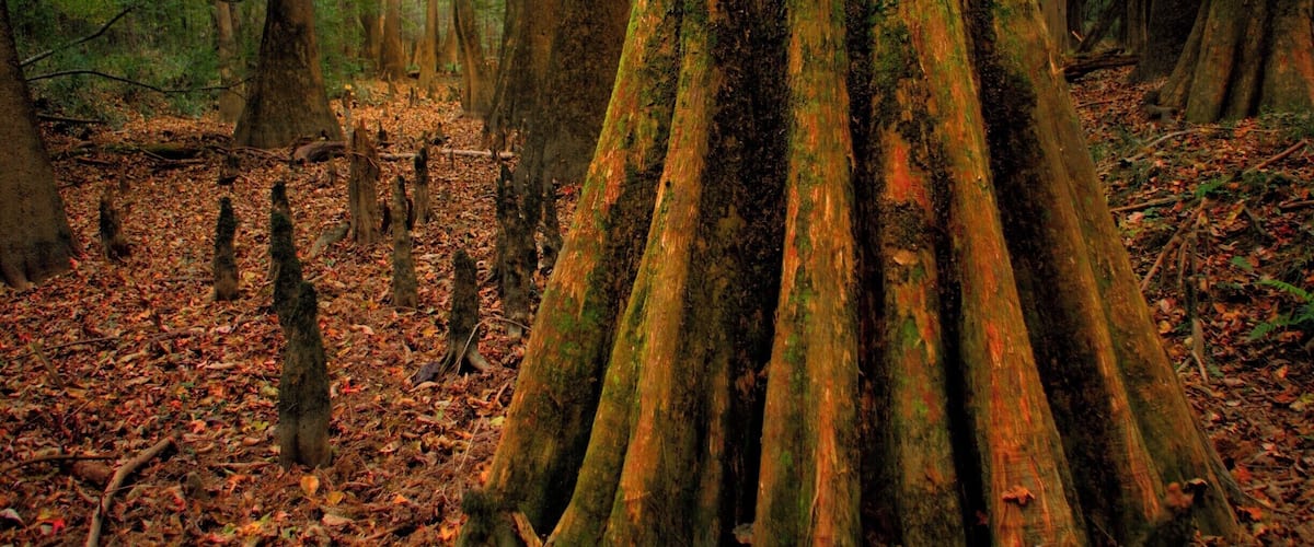 Congaree National Park preserves the largest tract of old growth bottomland hardwood forest left in the United States. #congaree