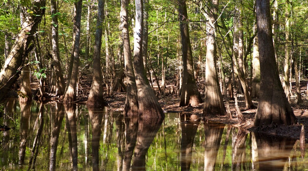 Parque Nacional Congaree
