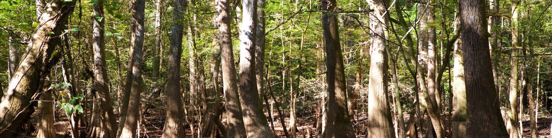 Congaree National Park