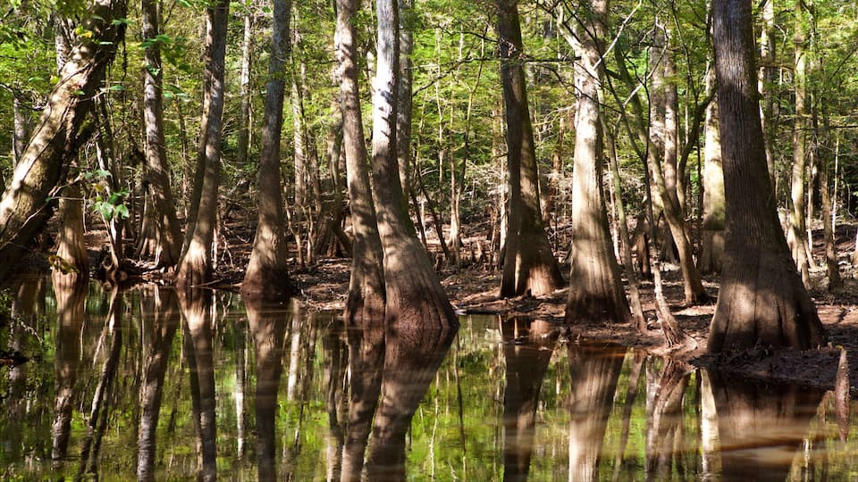 A swampy forest with tall trees and reflections in the water.