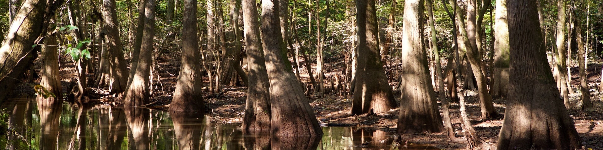 Congaree National Park que inclui pântano