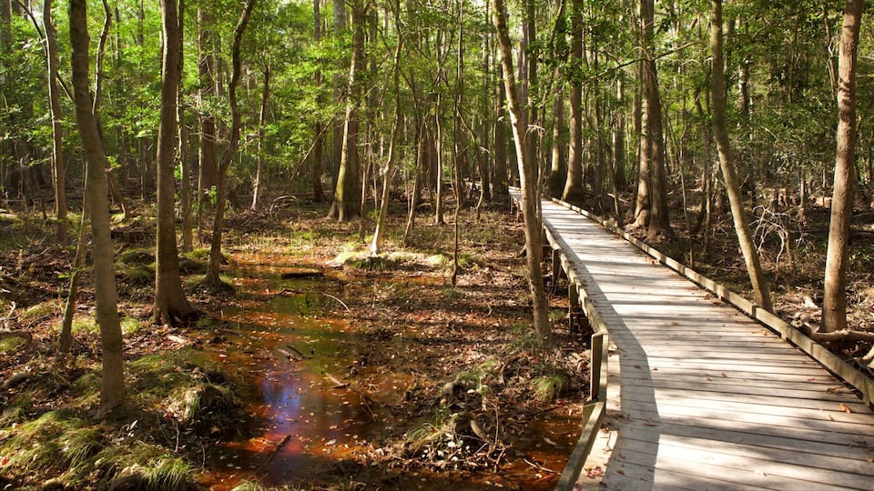 A wooden boardwalk through a forest with a small stream.