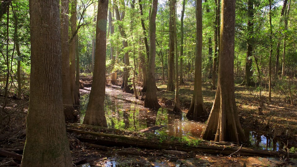 A swampy forest with tall trees and a small water body.