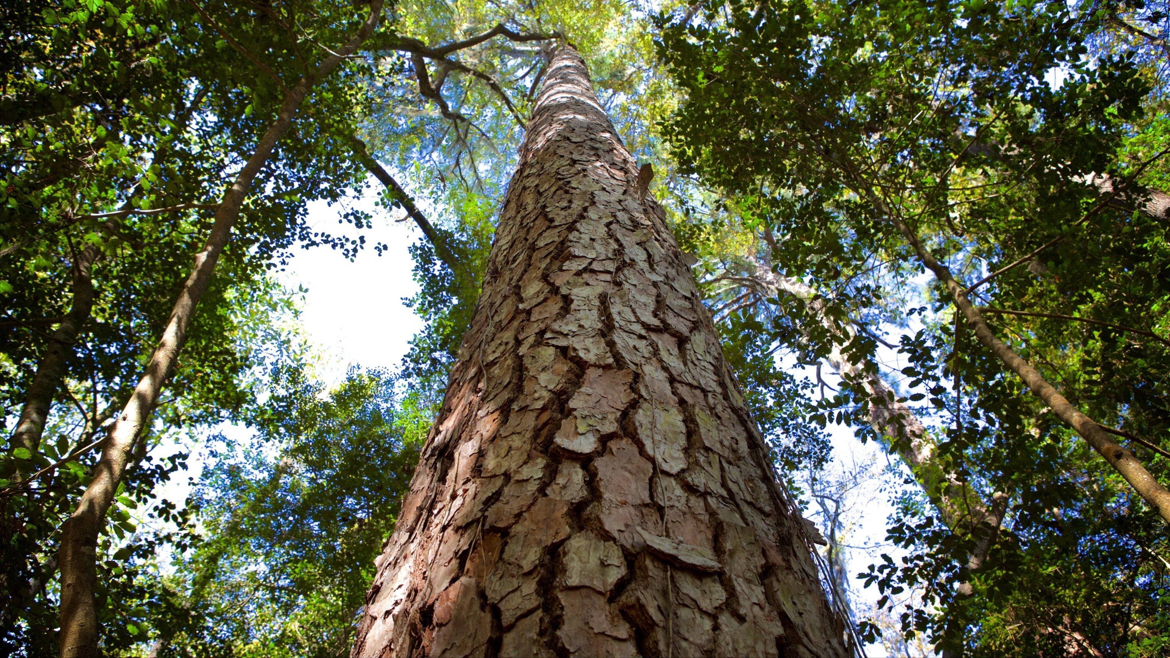 Congaree National Park featuring forests