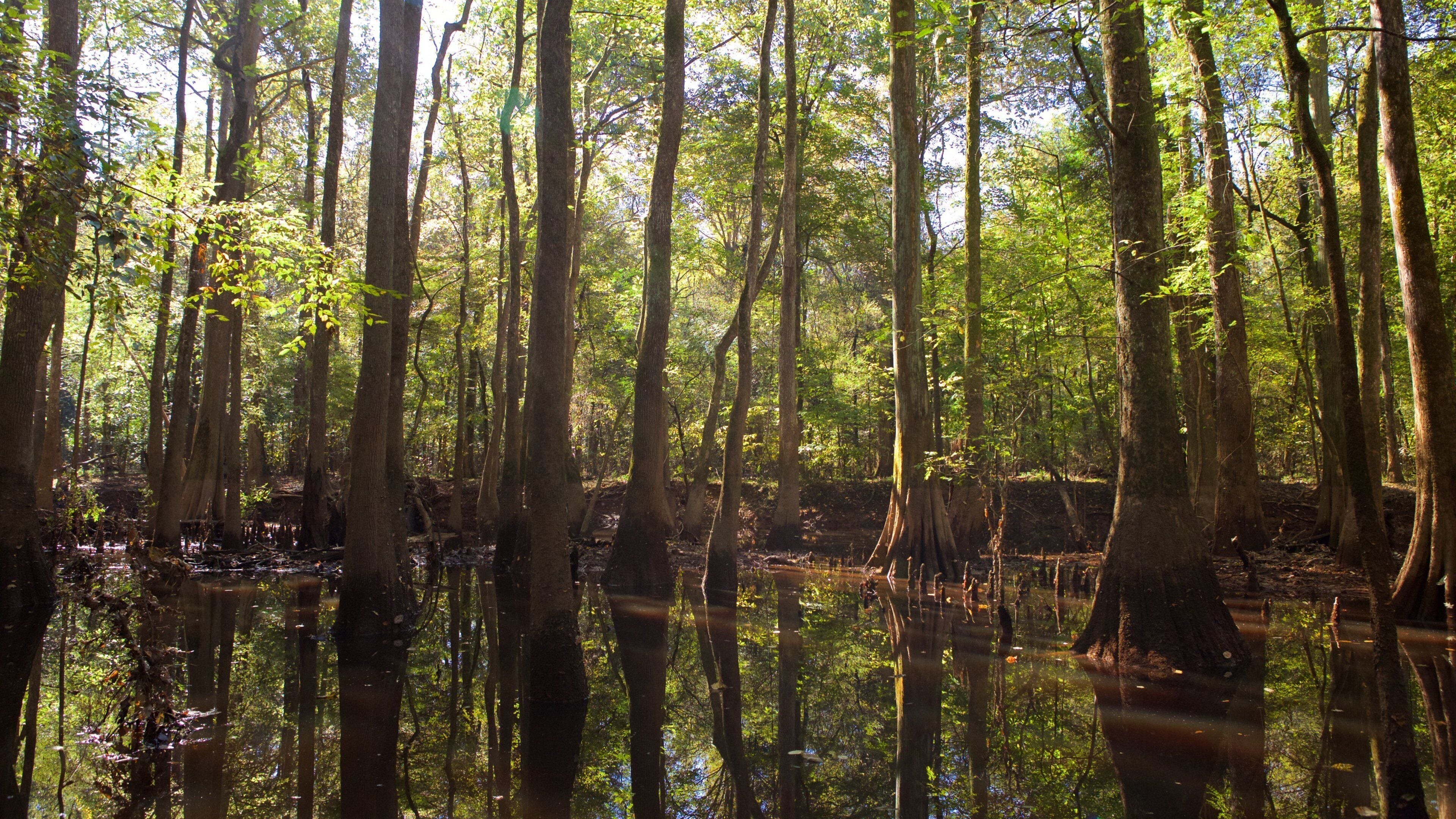 Une forêt dense, avec de grands arbres et une zone marécageuse qui reflète la lumière du soleil.