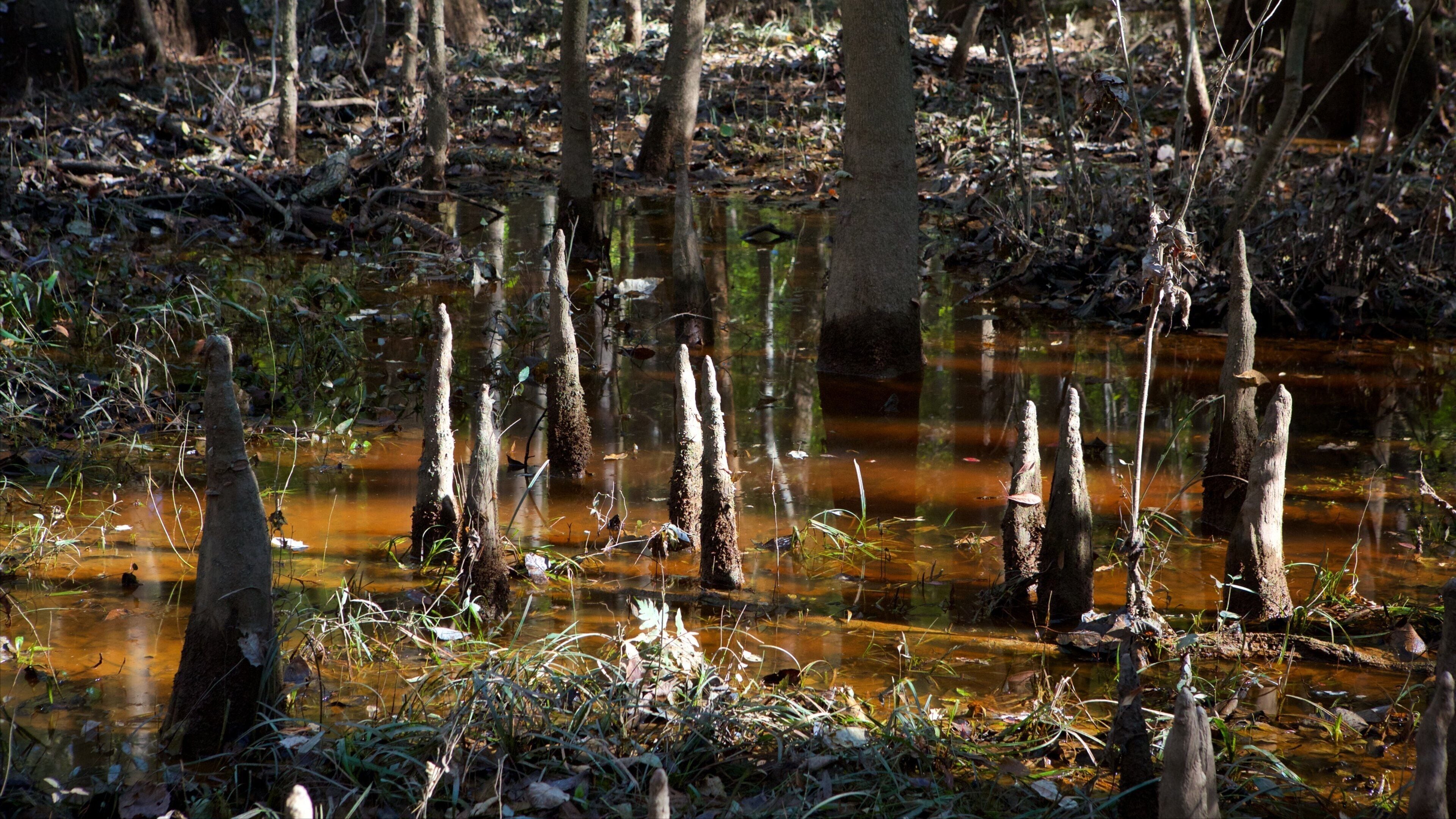 A swampy area with waterlogged trees and a muddy ground.
