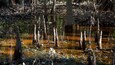 A swampy area with waterlogged trees and a muddy ground.