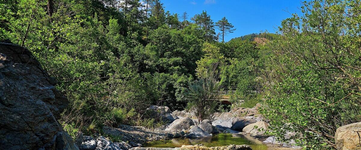 A rocky stream surrounded by dense green forest and a distant hill.