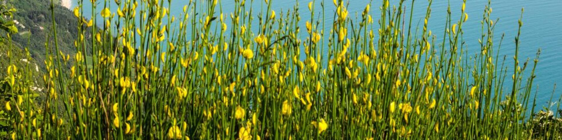 An image of the coast from Mount Conero