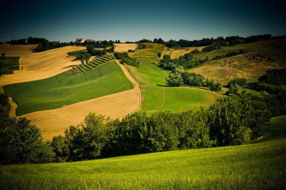Lovely green lush countryside in the morning light
