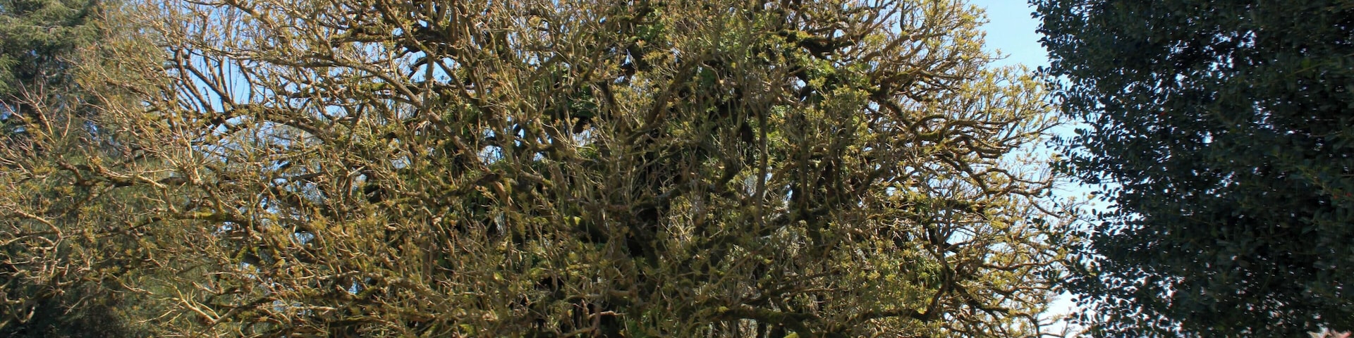 Ombú (Phytolacca dioica) in the Santa Cruz de Ribadulla Palace, Galicia, Spain.
