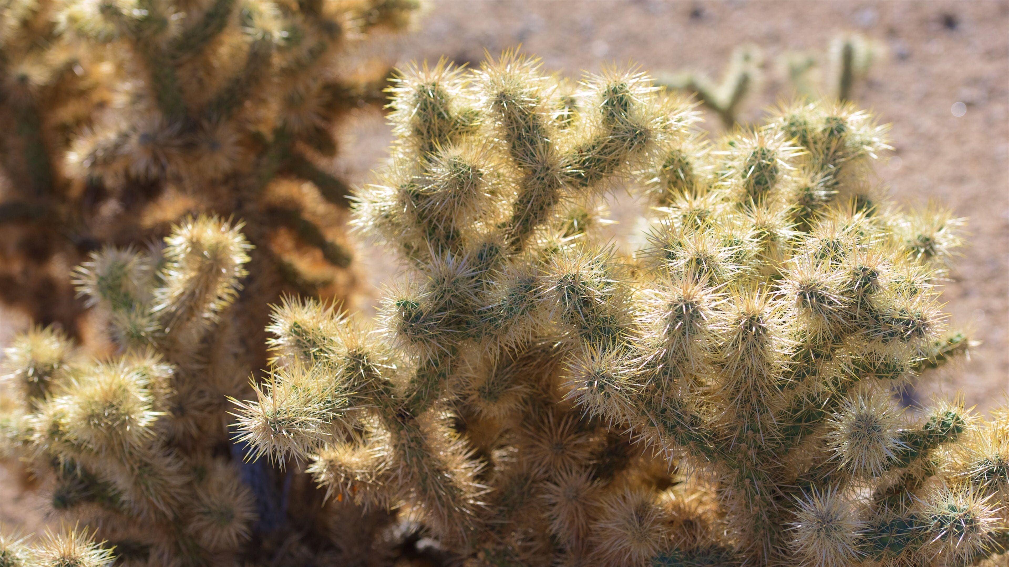 Joshua Tree National Park showing desert views
