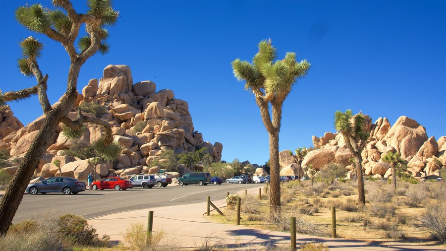 Joshua Tree National Park