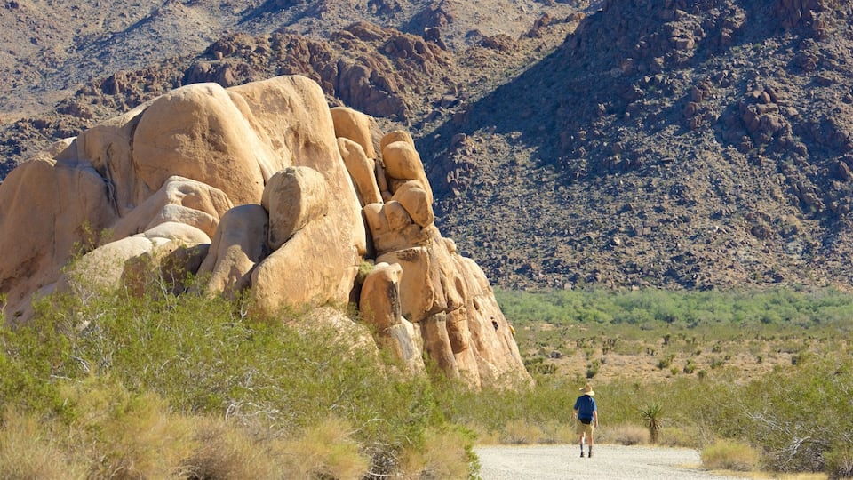 Joshua Tree Nationalpark