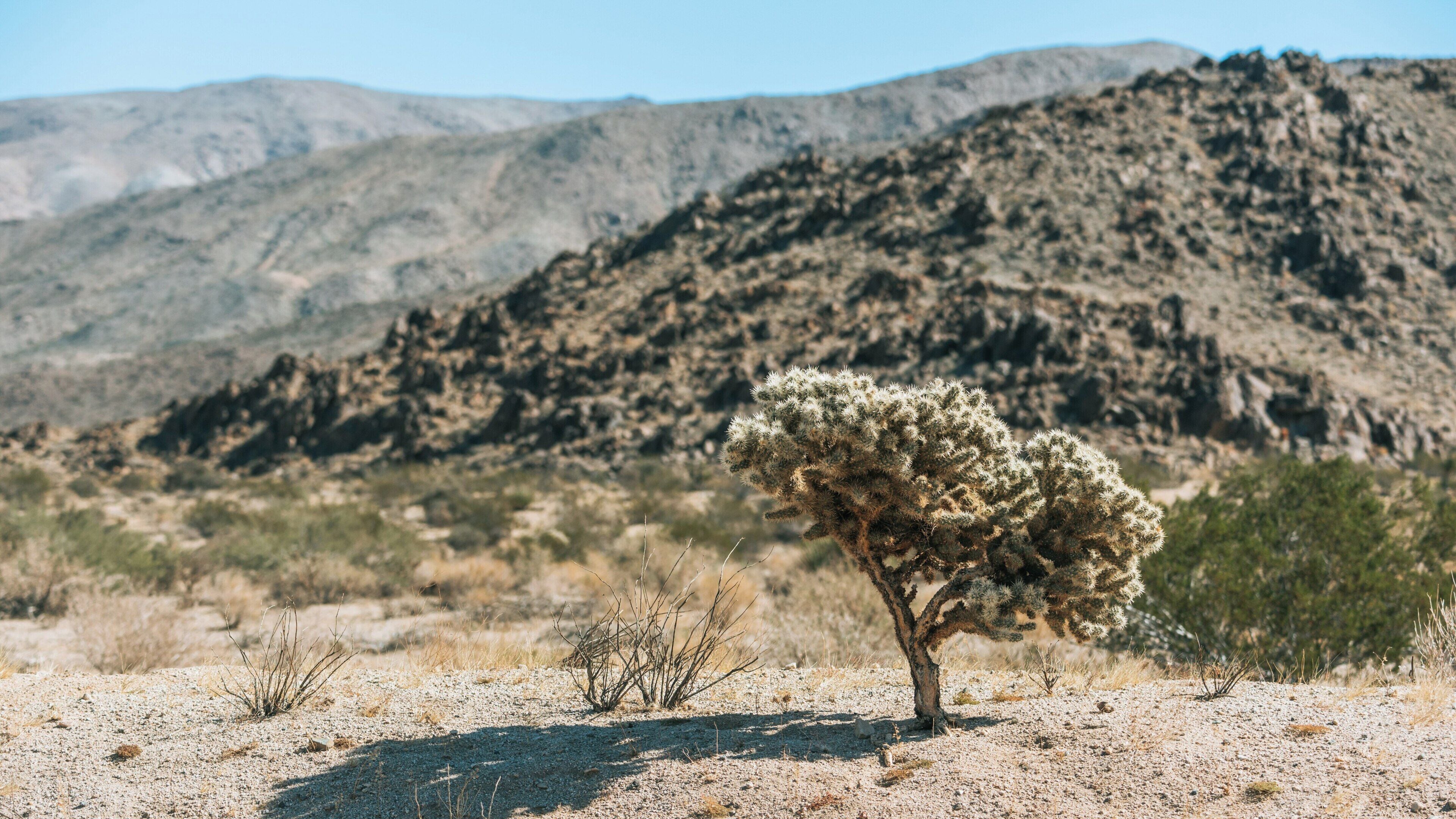 Exploration of unique desert flora at Joshua Tree National Park in Twentynine Palms, California during a clear sunny day