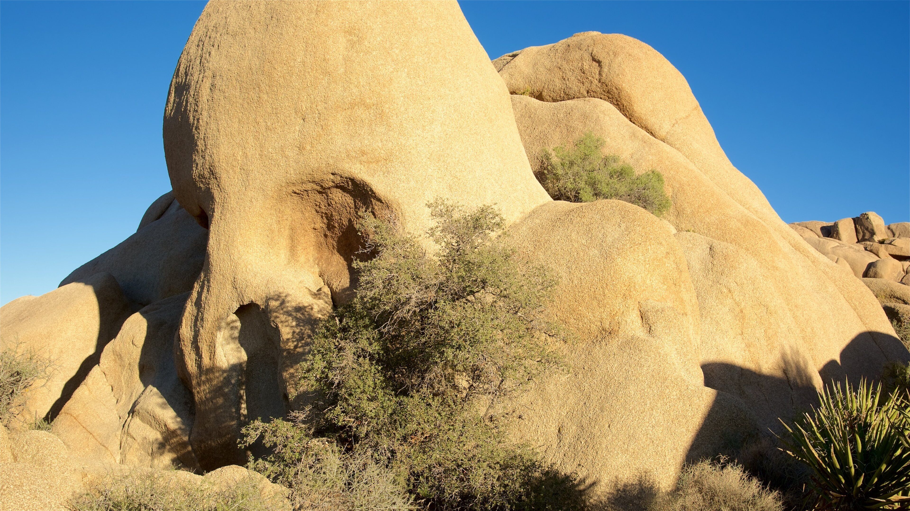Joshua Tree National Park featuring tranquil scenes