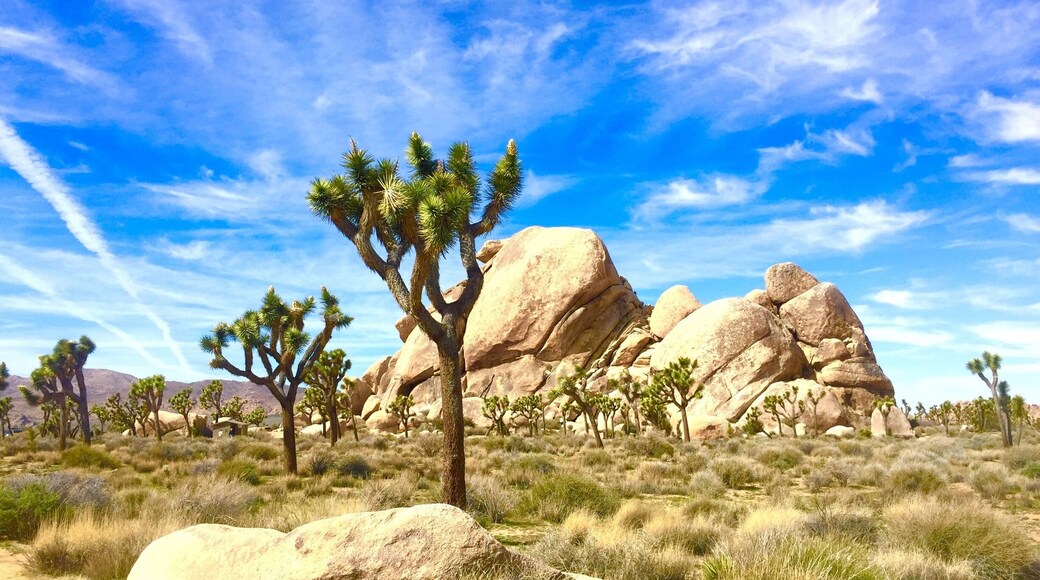 Love this Californian desert! Great park for hiking and camping, trails here are a blast and unique from so many of the other national parks I've been too! Pack plenty of water!!!