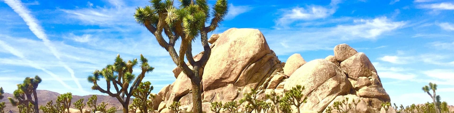 Love this Californian desert! Great park for hiking and camping, trails here are a blast and unique from so many of the other national parks I've been too! Pack plenty of water!!!