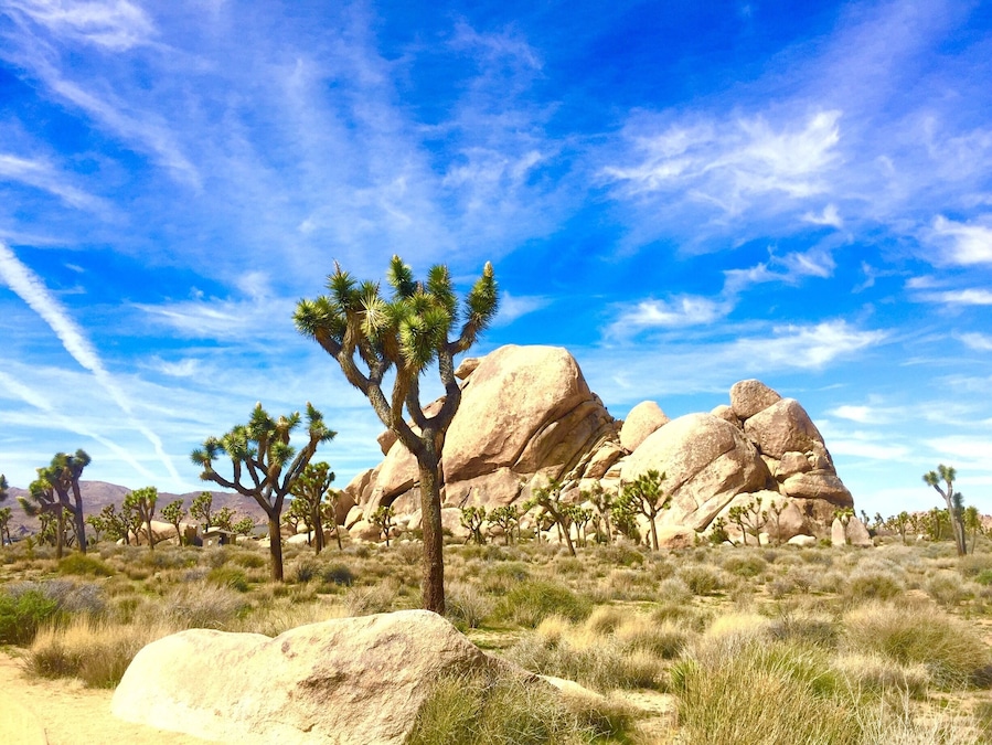Love this Californian desert! Great park for hiking and camping, trails here are a blast and unique from so many of the other national parks I've been too! Pack plenty of water!!!