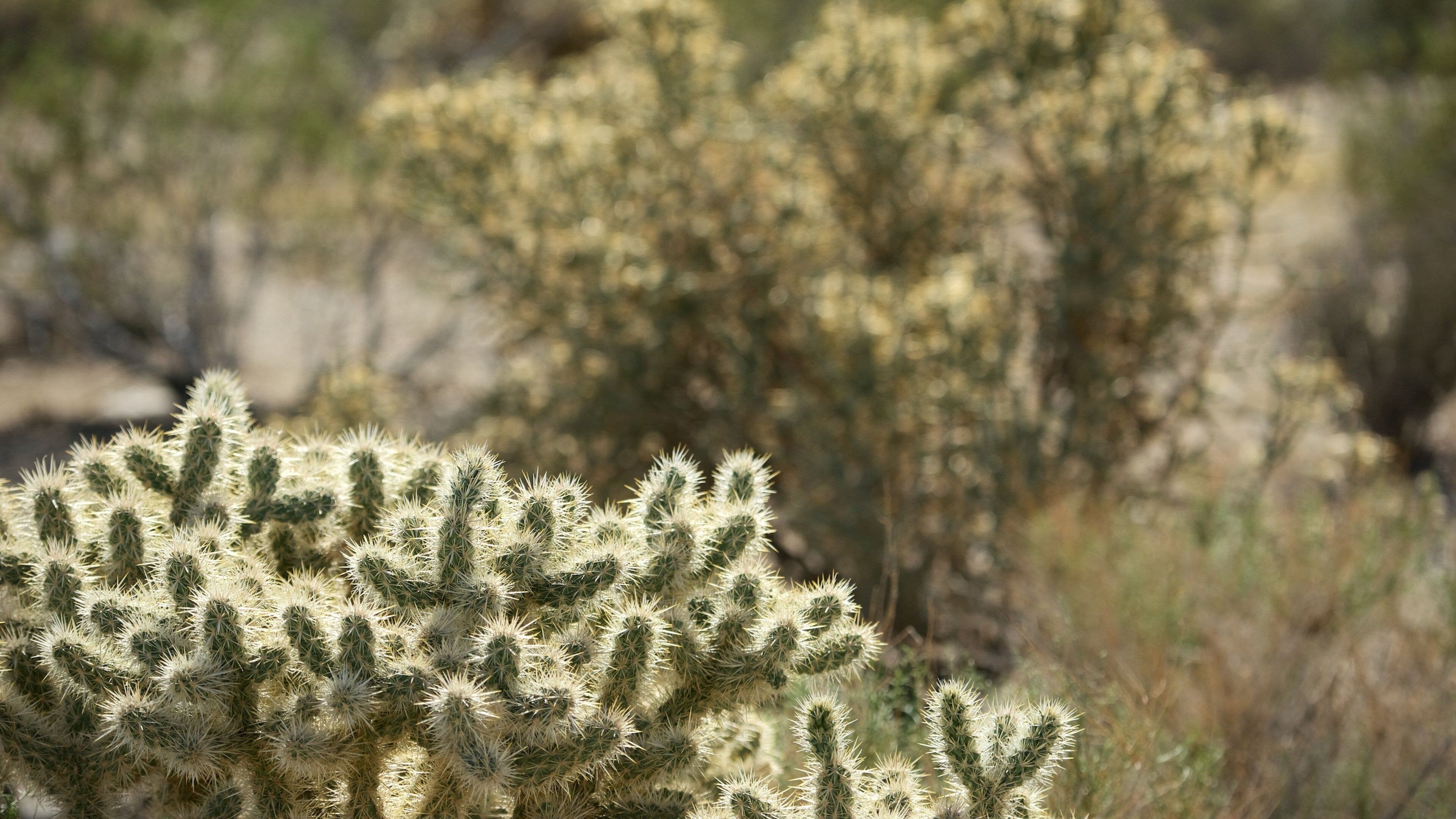 Joshua Tree National Park