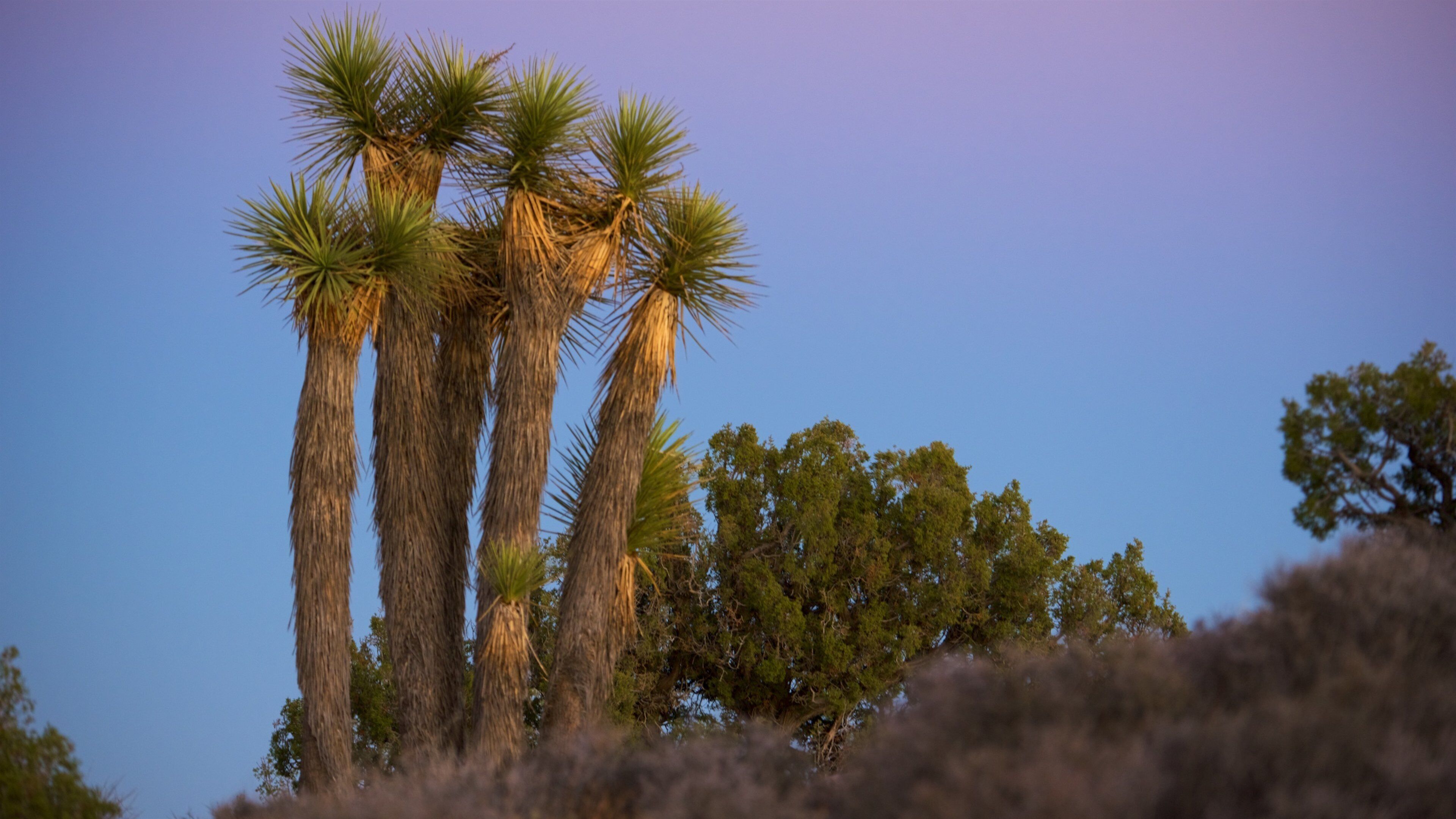 Joshua Tree National Park
