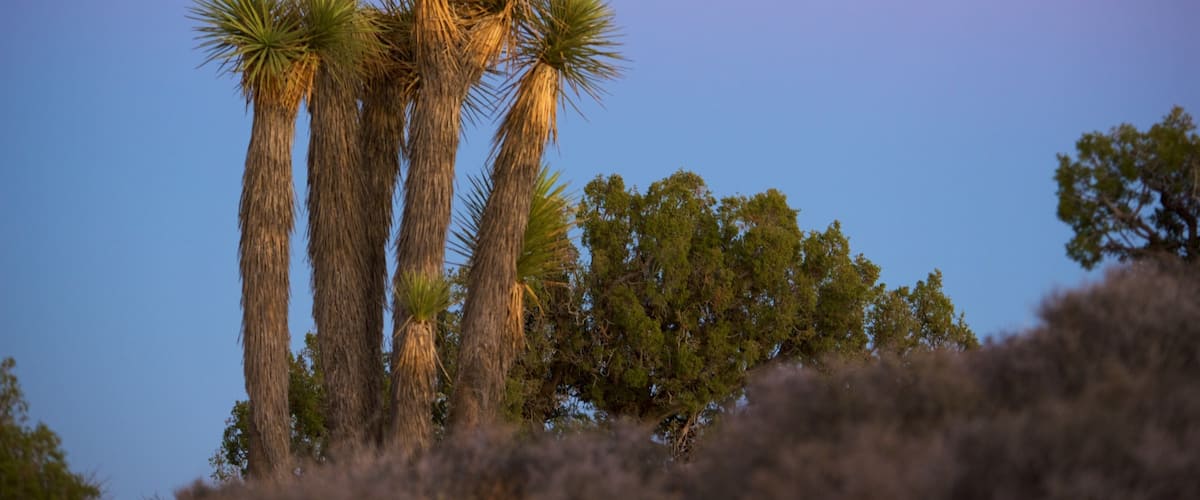 Joshua Tree Nationalpark welches beinhaltet Sonnenuntergang und ruhige Szenerie