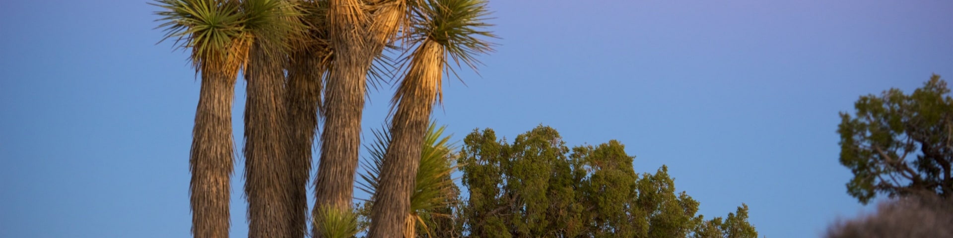Joshua Tree National Park