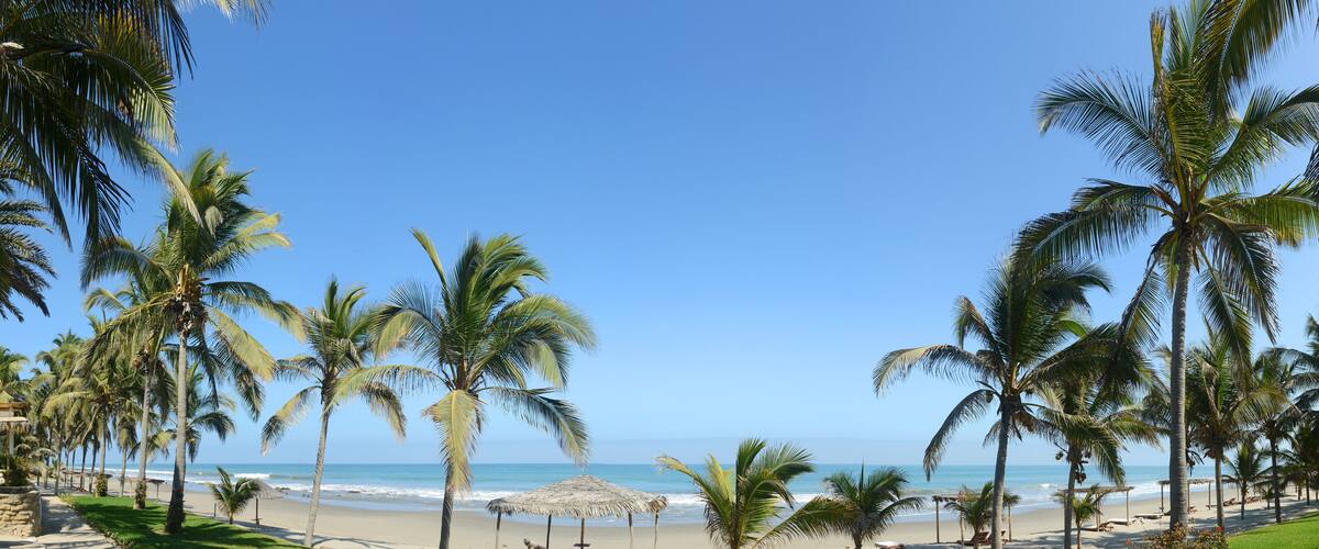 A beach with palm trees and a clear blue sky.