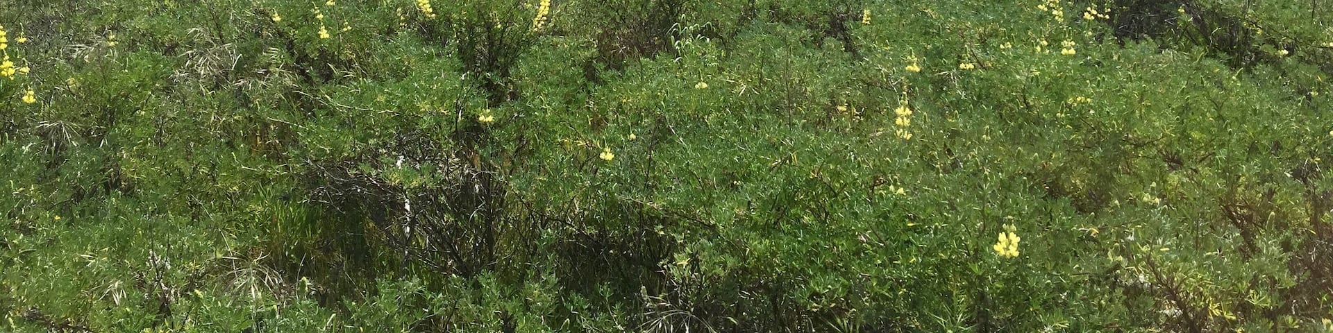Rakaia Gorge - Walking along Rakaia Gorge, you can see Mt. Hutt from the distance.