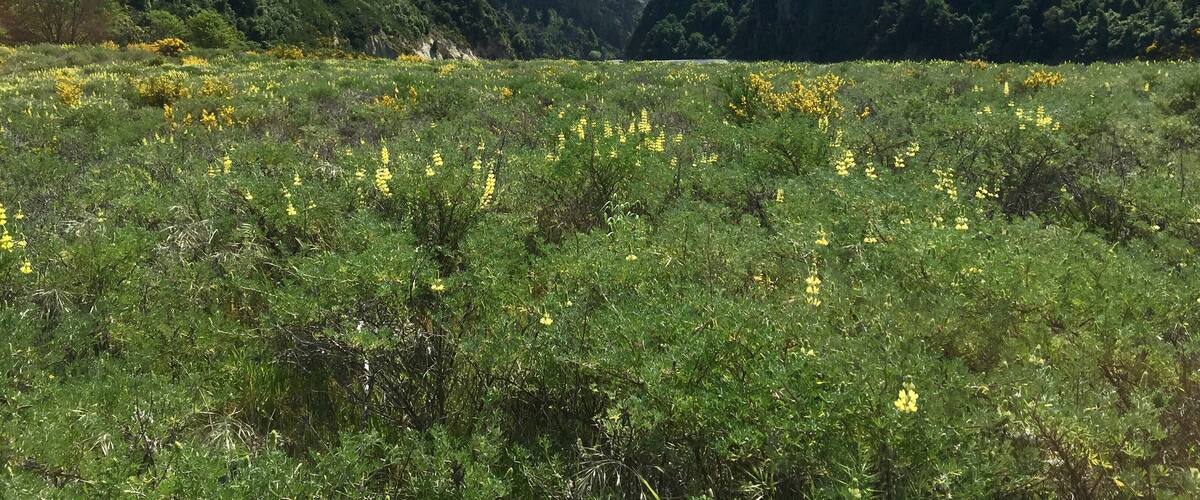 A meadow with yellow flowers and a mountain range in the background.