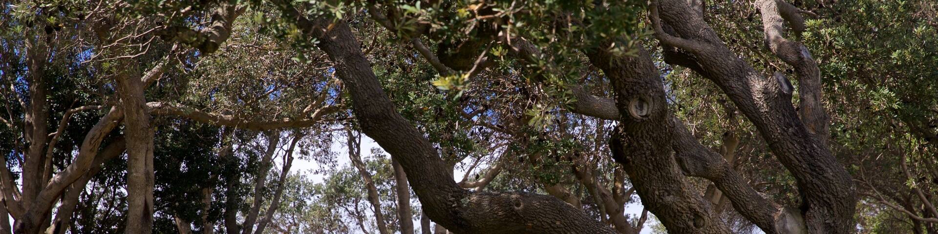 Coogee Beach showing a park as well as an individual femail