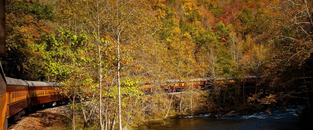 A train traveling through a forested area with a river.