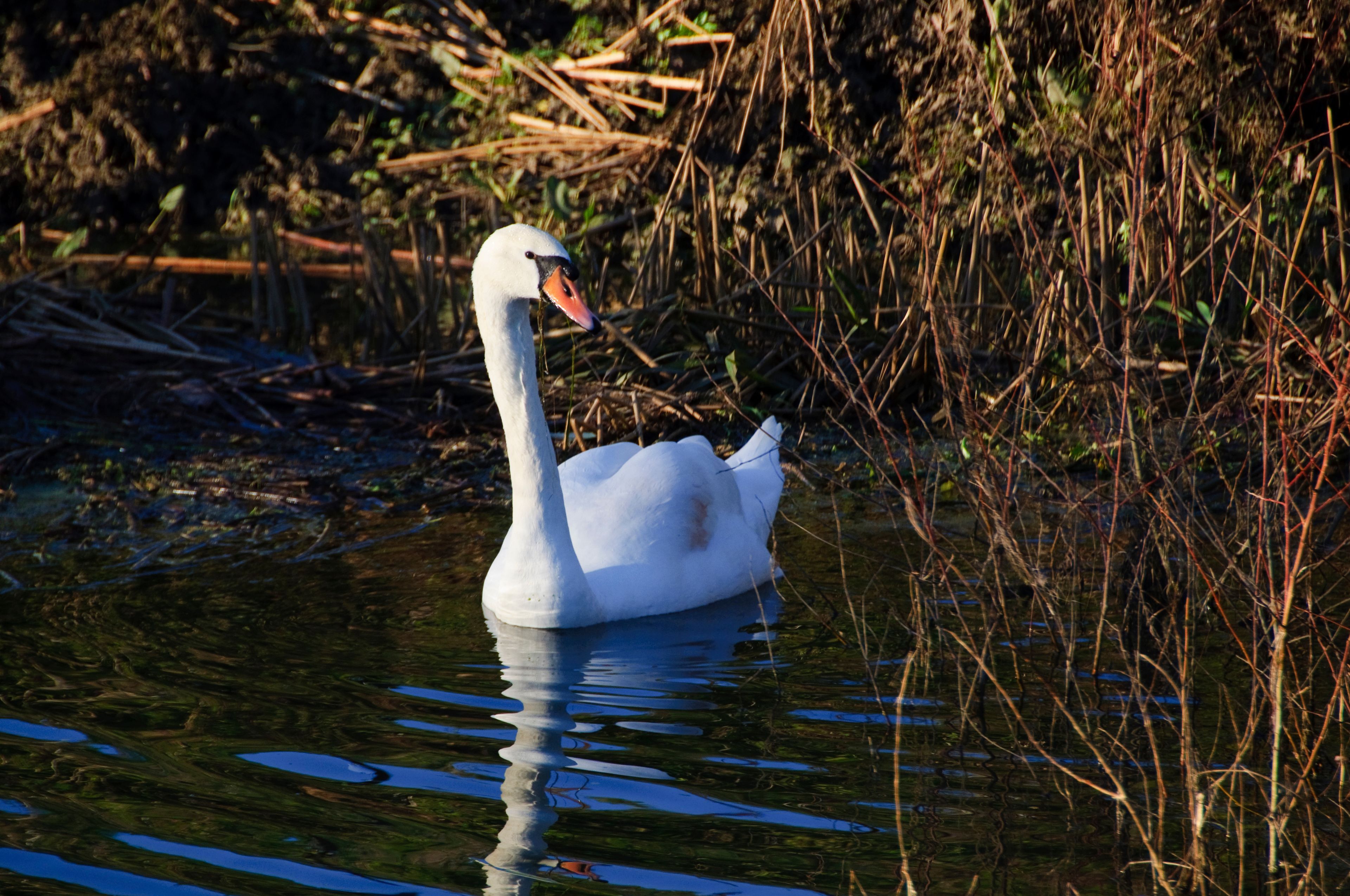 Un cisne blanco nada en un cuerpo de agua rodeado de juncos y vegetación.