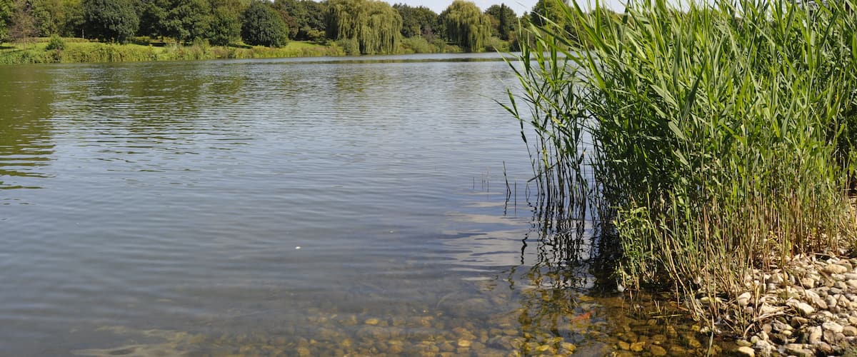 A calm lake with clear water, surrounded by lush greenery and trees.