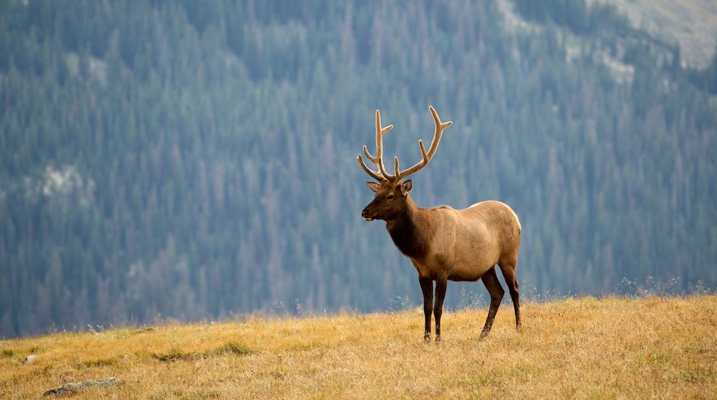 Estes Park que incluye animales terrestres