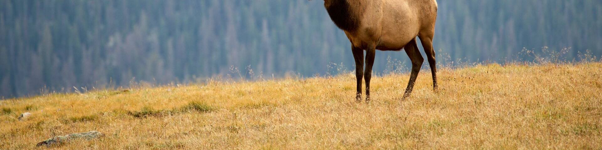 Estes Park showing land animals