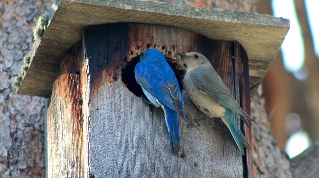 Rocky Mountain National Park is unique in that there are small parks within the national park itself. Hollowell Park is one of those small parks. I found this nesting pair of mountain bluebirds at the edge of the parking lot and watched them for about 15 minutes. #rockymountain #mountains #estespark #blue #EndlessSummer #Wildlife #BVSBlue