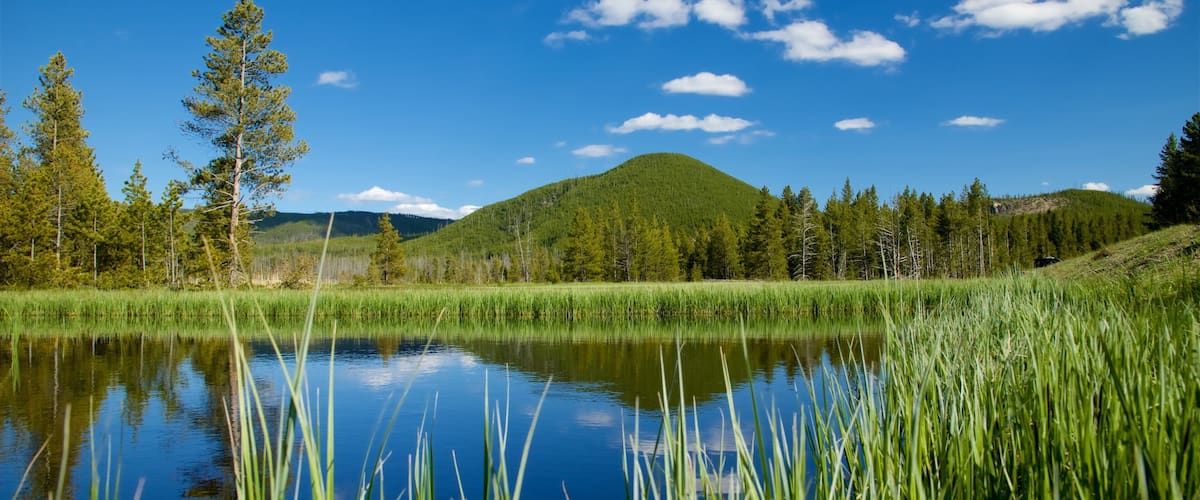 A calm lake surrounded by tall grass and trees, with a mountain in the background under a clear blue sky.