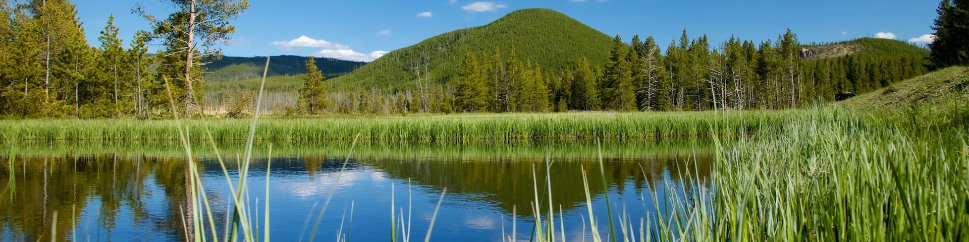 A calm lake surrounded by tall grass and trees, with a mountain in the background under a clear blue sky.
