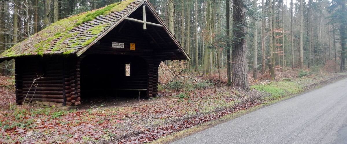 A rustic log cabin with a moss-covered roof, surrounded by a dense forest.