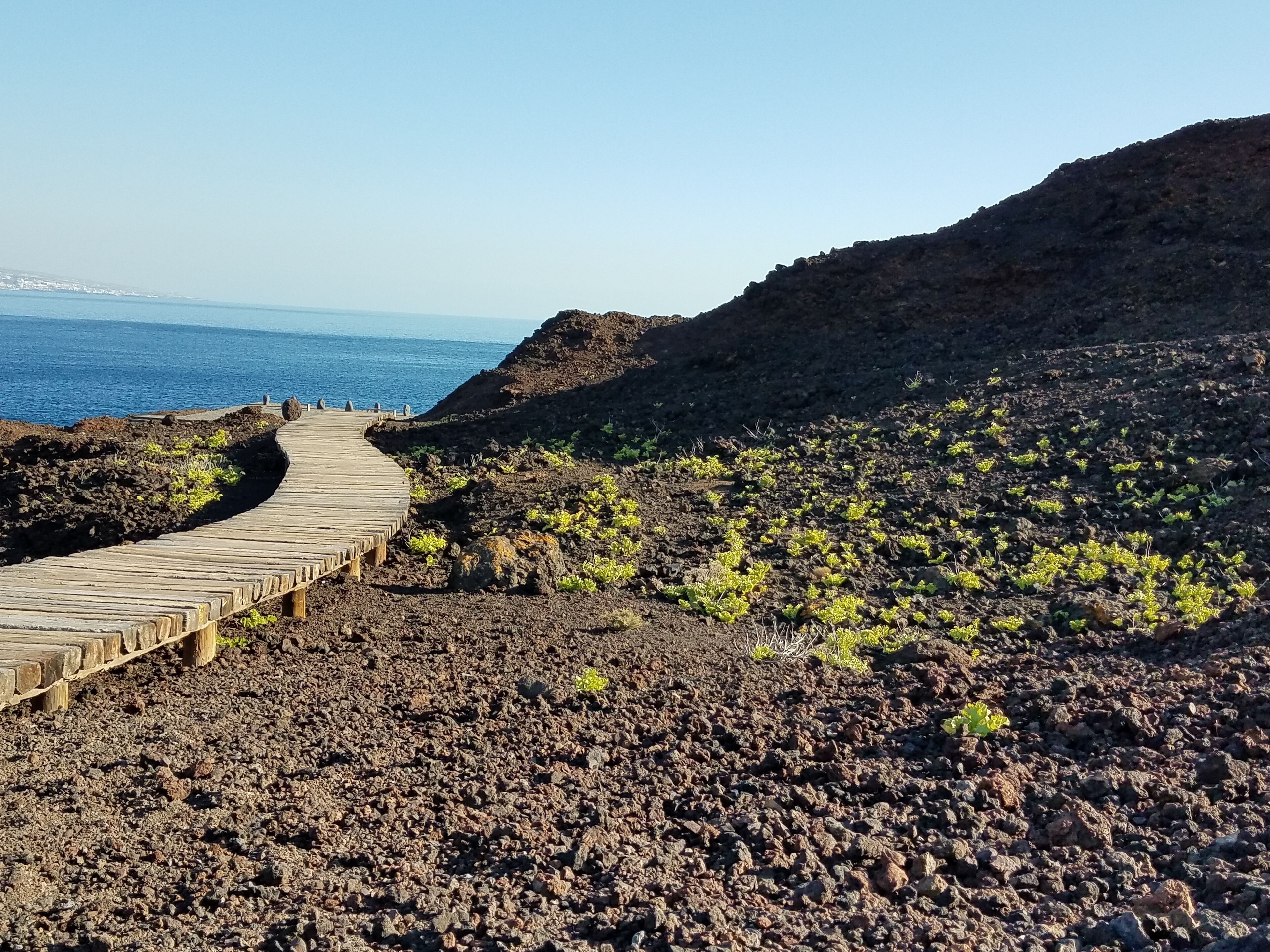 Crazy how the vegatation is so green when you have dark soil!