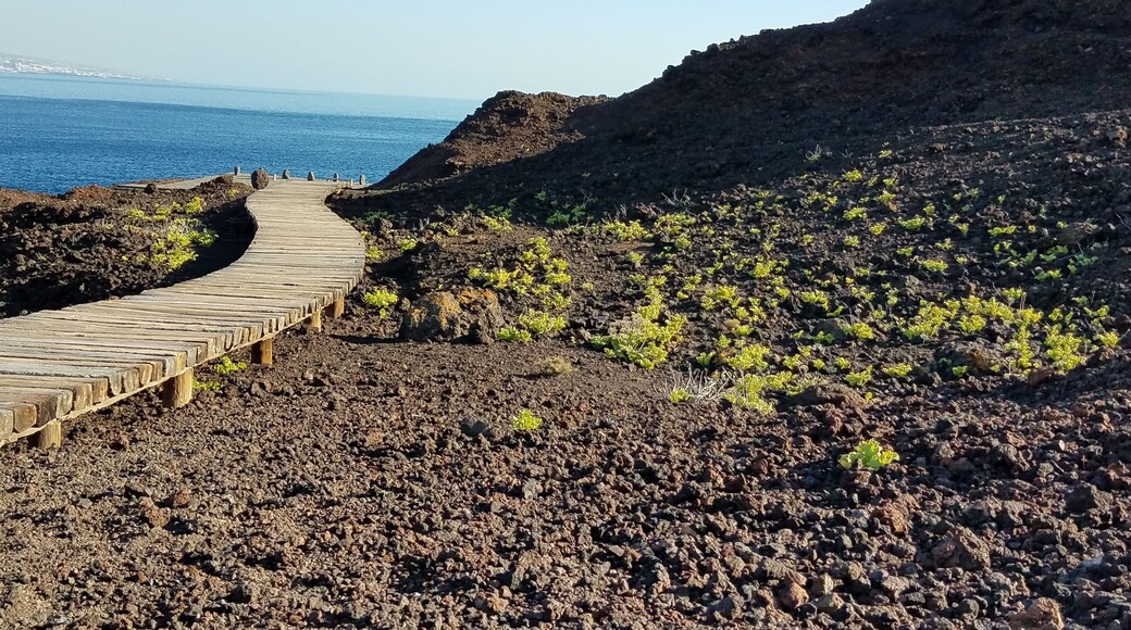 Crazy how the vegatation is so green when you have dark soil!